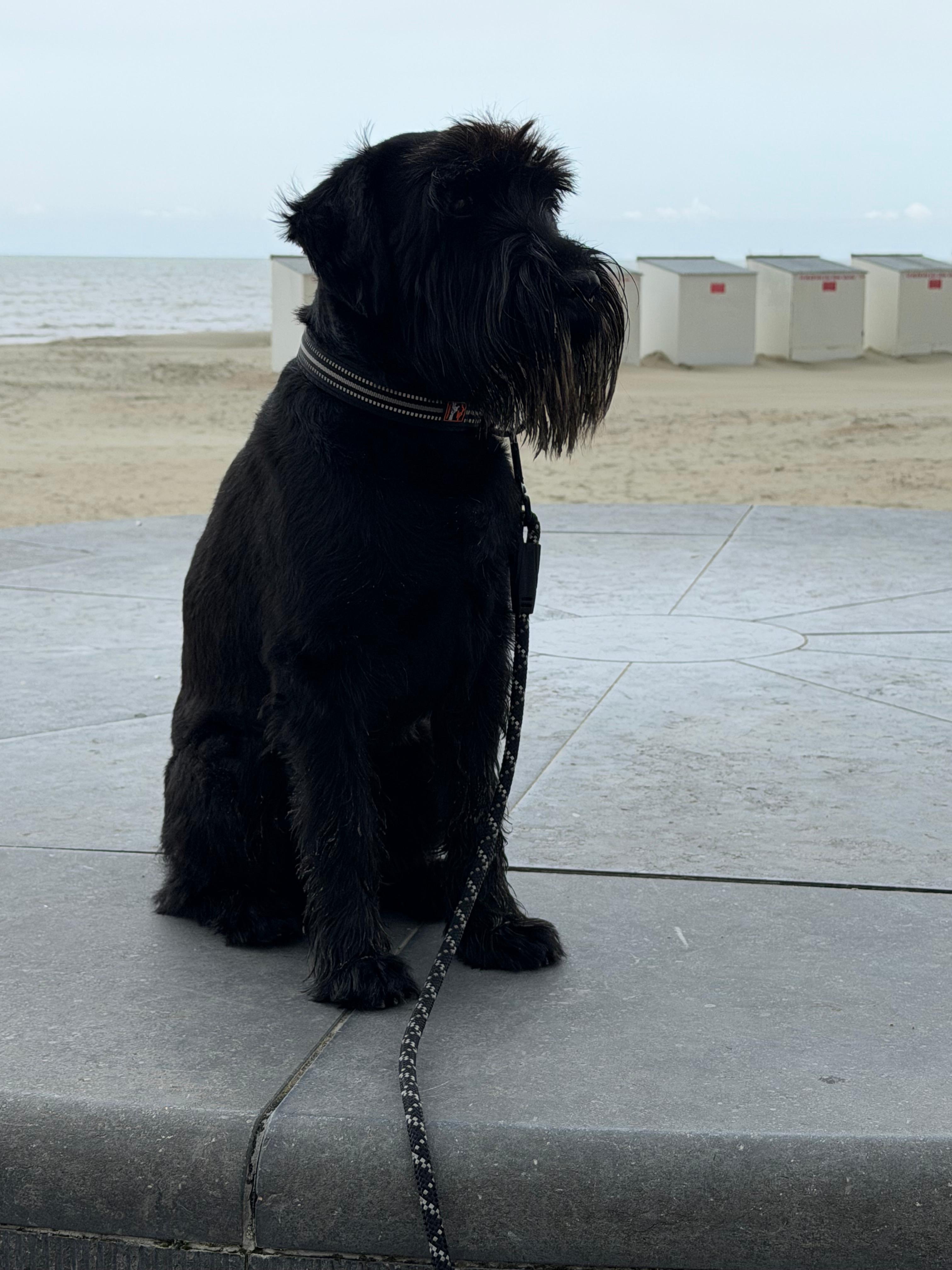 Foto 1 van Koninginnelaan Middelkerke